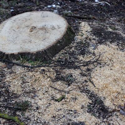 A freshly ground stump surrounded by wood chips