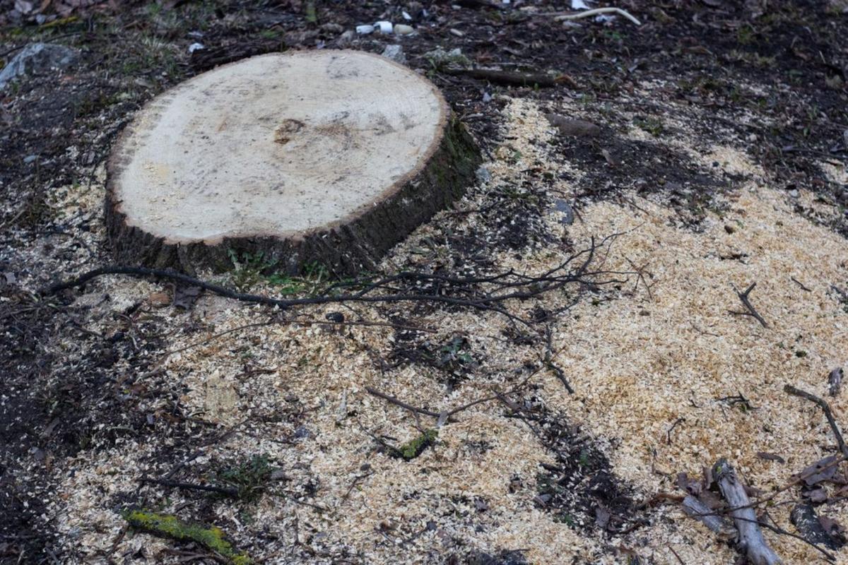 A freshly ground tree stump surrounded by wood chips