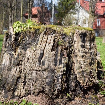 A large tree stump left in a residential garden, the choice between grinding and full removal