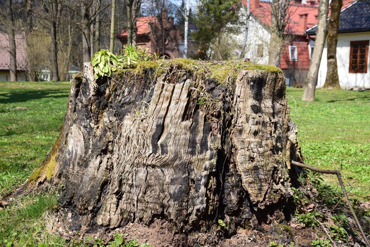 A large tree stump left standing in a residential garden