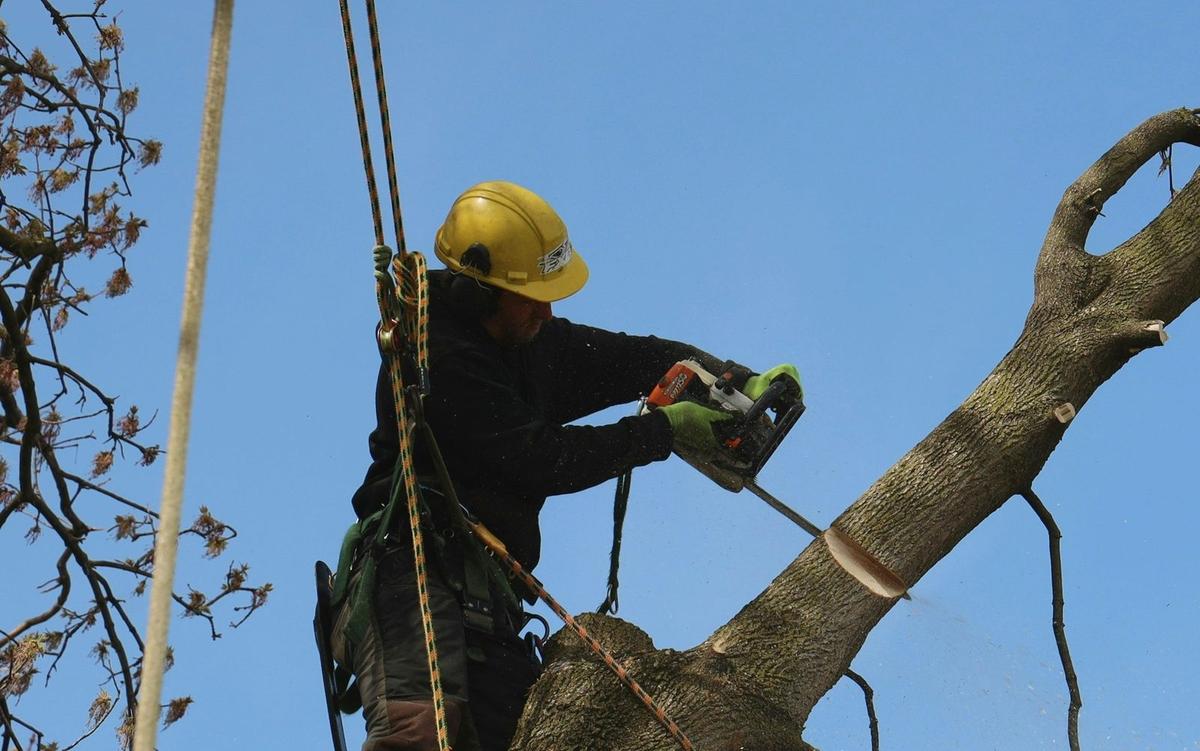 An arborist in a tree cutting a branch with a chainsaw